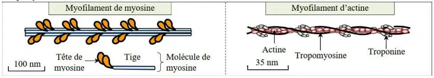 Rôle du muscle squelettique strié dans la conversion de l’énergie